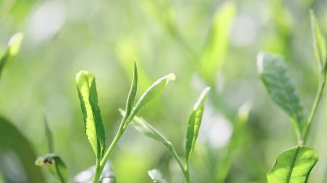 茶葉　新茶　茶畑