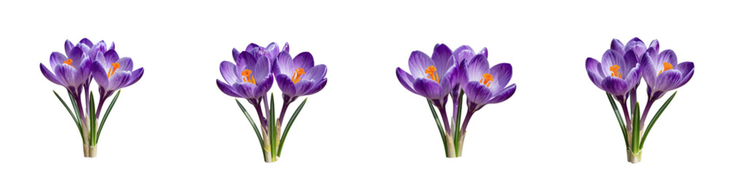 Four bunches of purple crocus flowers isolated on black background are displayed