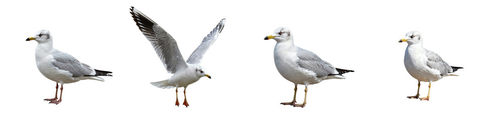 Fototapeta premium Set of four different isolated black headed gulls on a stark black backdrop