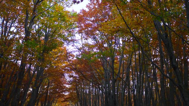 紅葉のブナ林と舞い散る葉と国道103号