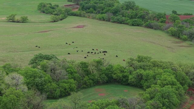 Aerial drone pulling back to reveal cows grazing near creek in Oklahoma farmland spring