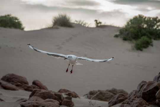 gaviota en un vuelo con las patas rojas y pico rojo  acercandose a  la arena   con sus alas extendidas  con un fondo de la duna y arbustos originarios de la zona de playa  