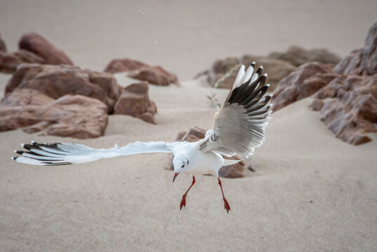 gaviota que se puede ver su accion en busca de su alimento en la playa , extendiendo sus alas y patas y su pico dispuesto para tomar su alimento 