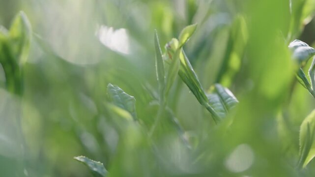 茶葉　新茶　茶畑