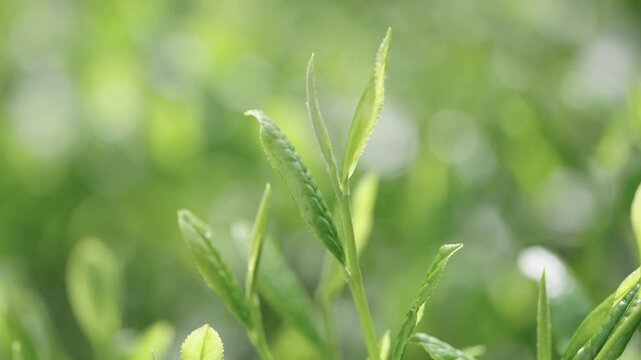 茶葉　新茶　茶畑