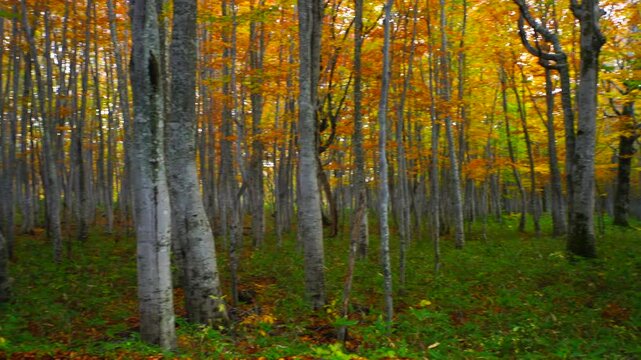 紅葉のブナ林と国道103号
