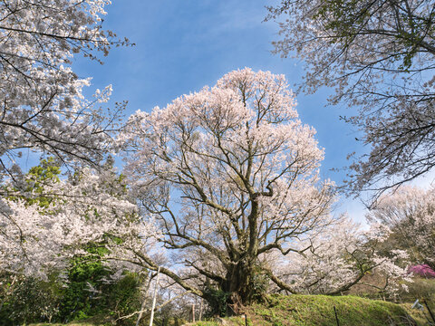 悠久の時を刻む春の主、仏隆寺・千年桜の圧倒的な枝ぶり