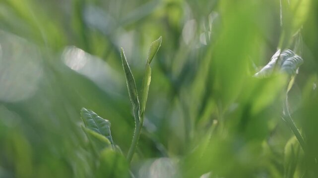 茶葉　新茶　茶畑