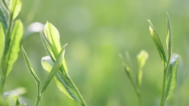 茶葉　新茶　茶畑