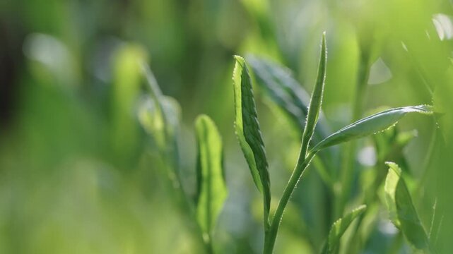 茶葉　新茶　茶畑