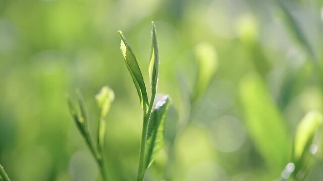 茶葉　新茶　茶畑