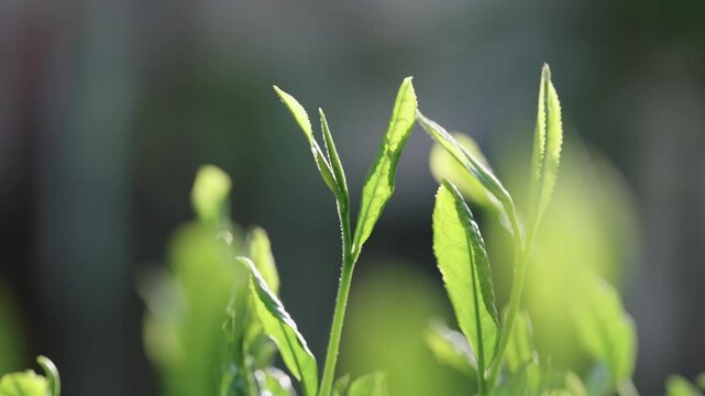 茶葉　新茶　茶畑