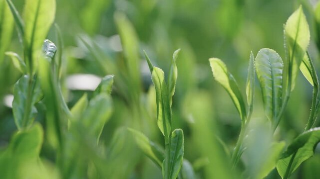 茶葉　新茶　茶畑