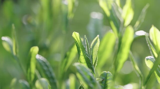 茶葉　新茶　茶畑