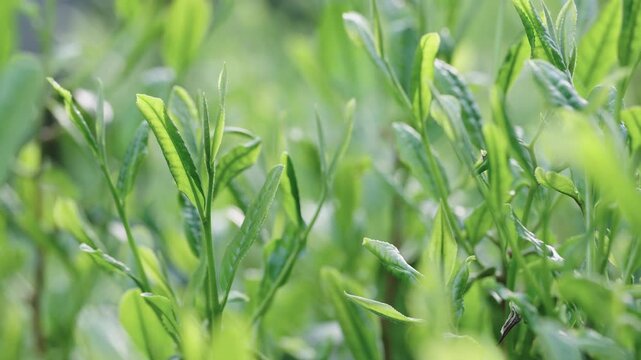 茶葉　新茶　茶畑