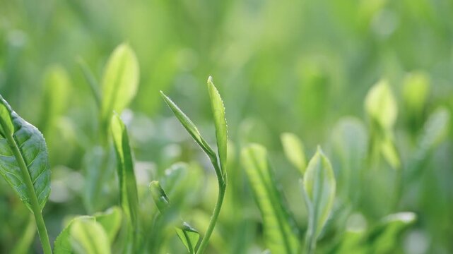 茶葉　新茶　茶畑