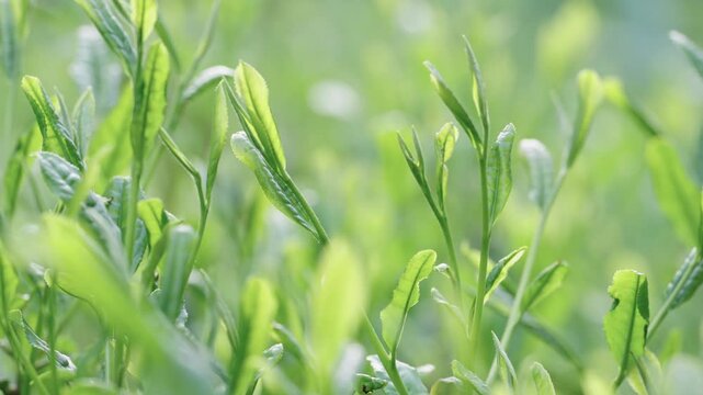 茶葉　新茶　茶畑