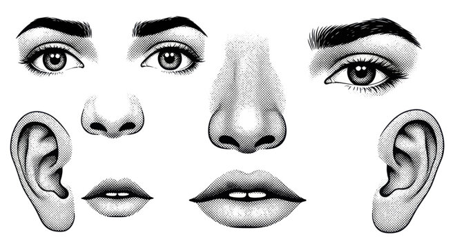 Detailed Human Facial Features Collection Black and White Sketch.