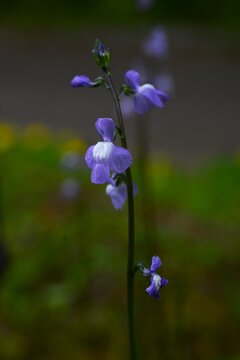 Canada toadflax (Nuttallanthus canadensis) flowers. Plantaginaceae annual. It produces spikes of lip-shaped purple flowers in early summer.