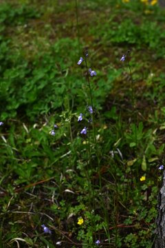 Canada toadflax (Nuttallanthus canadensis) flowers. Plantaginaceae annual. It produces spikes of lip-shaped purple flowers in early summer.