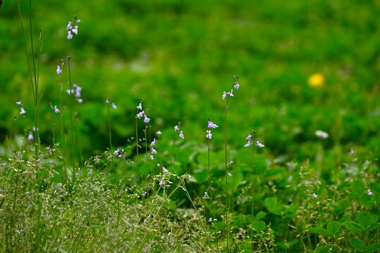 Canada toadflax (Nuttallanthus canadensis) flowers. Plantaginaceae annual. It produces spikes of lip-shaped purple flowers in early summer.