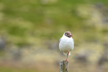 Fototapeta premium Black-headed gull (Larus ridibundus) standing on one leg on a post in Northern Norway summer landscape