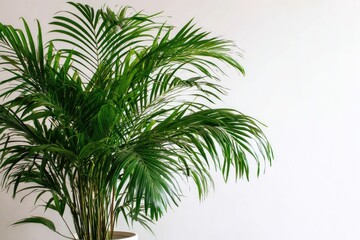 Fototapeta premium Lush green houseplant against a white wall. The plant features vibrant foliage
