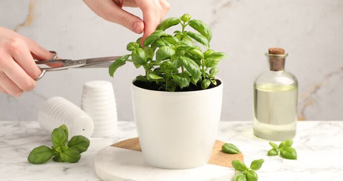 Woman cutting basil twig from potted plant at white marble table, closeup