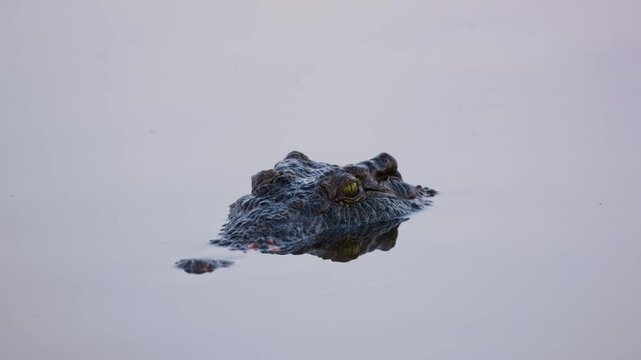 Close up of a Nile crocodile (Crocodylus niloticus) in a river in South Africa.