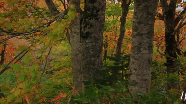 賀老高原のブナ林の紅葉
