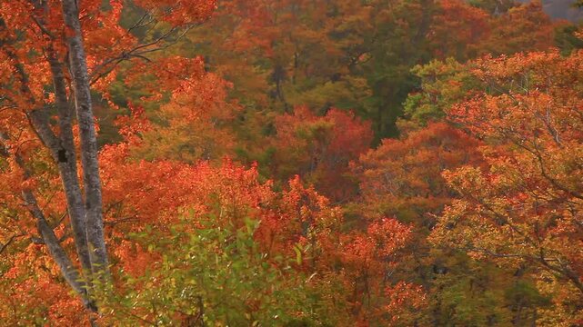 賀老高原のブナ林の紅葉