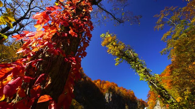 賀老の滝とツタウルシとブナなどの紅葉と舞い散る葉