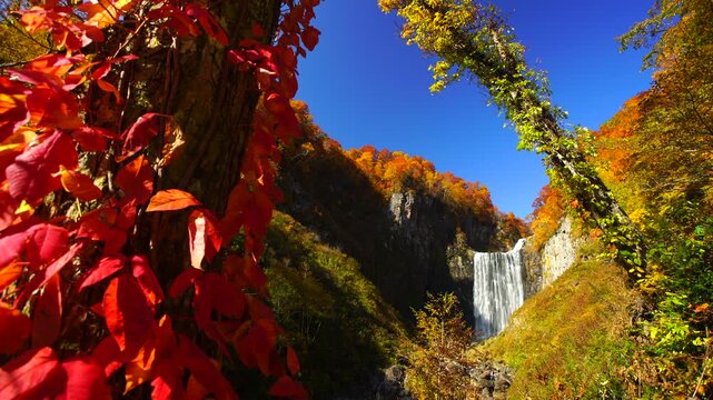 賀老の滝とツタウルシとブナなどの紅葉と舞い散る葉