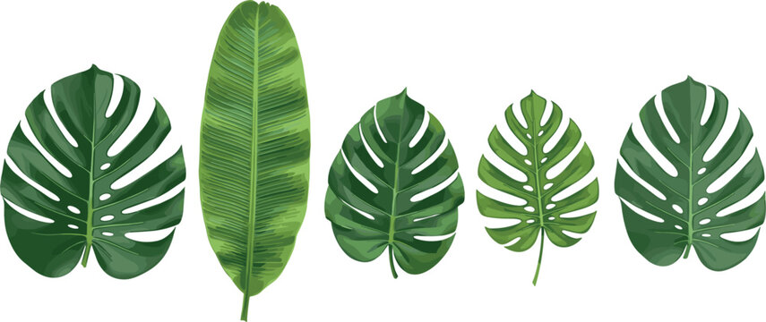 Set of Tropical Monstera Leaves Illustration for Decorative Design