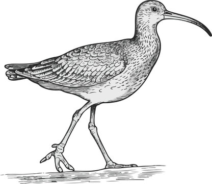 hand drawn illustration of a bird