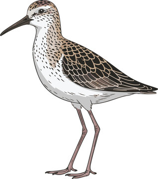 bird isolated on white background