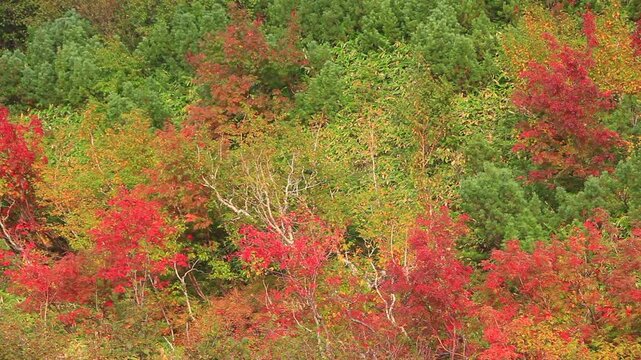 望岳台から望む大雪山と紅葉の樹林