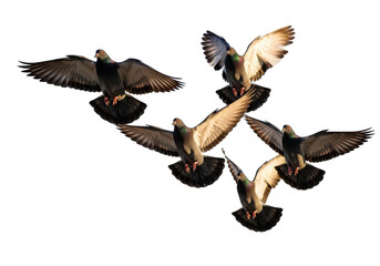 Fototapeta premium Pigeons in flight isolated on transparent background