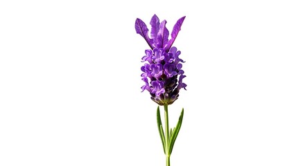 Fototapeta premium Purple lavender flower stem isolated on white background showing small blossoms and green leaf.