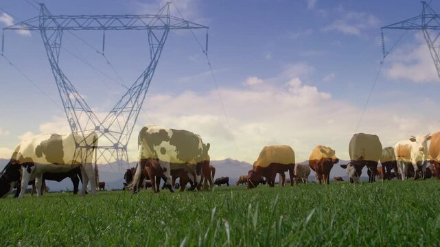 Soft camera panning and zooming, herd of cattle grazing, feeding, tower shifting, revealing pasture