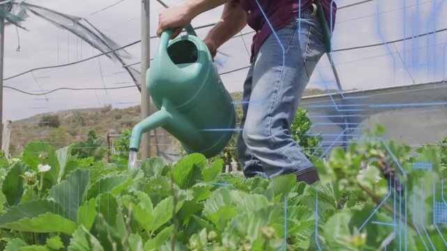 Man tilting watering can and watering greenhouse beds for irrigation, gridlines sweeping