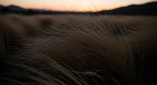 Golden hour view of windswept grasses and a blurred sunset on transparent background