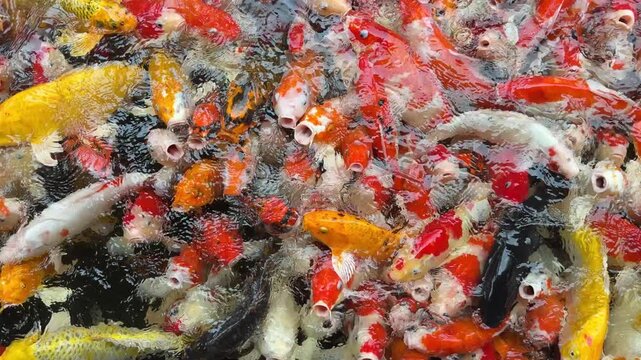 carp fish pond background, colorful background, Fancy carp
