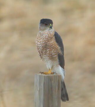 Sharp shinned hawk on a post