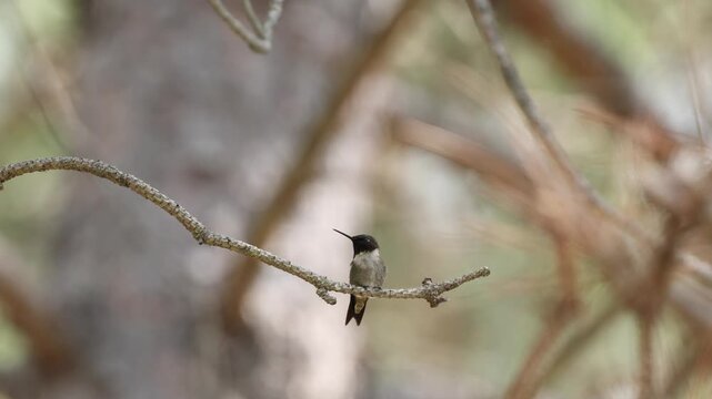 hummingbird sitting on branch poops and flaps wings
