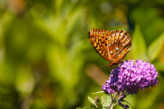 Great Spangled Fritillary (Speyeria cybele) nectaring on a purple Butterfly Bush (Buddleja davidii) in Urquhart Butterfly Garden, Dundas, Ontario.