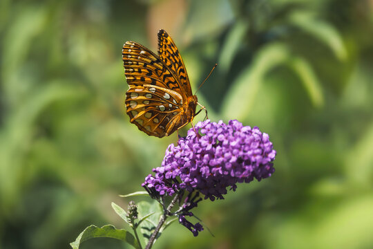 Great Spangled Fritillary (Speyeria cybele) nectaring on a purple Butterfly Bush (Buddleja davidii) in Urquhart Butterfly Garden, Dundas, Ontario.