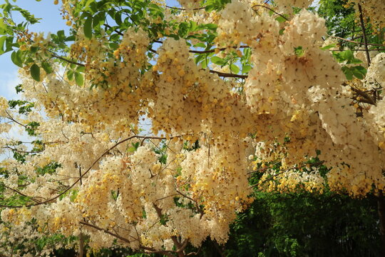 White Rainbow Shower Tree (Cassia Nealiae) is a paler flower variety of a paler flower variety of Cassia Fistula (Golden shower tree)