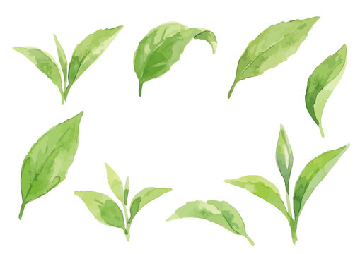 Watercolor-style fresh green tea leaves illustration, organic herbal tea loose leaves ／ 水彩茶葉