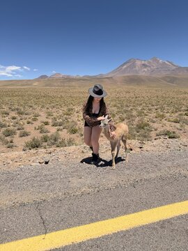 Woman interacting with newborn guanaco in Atacama Desert, Chile, wildlife travel experience